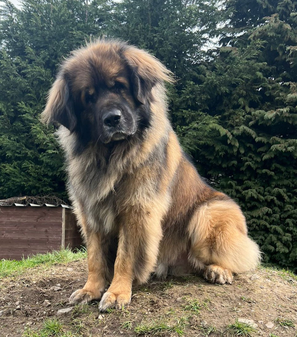 The Dud Dogs — Harley The one nobody asked for. The one nobody could live without.
