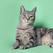 Cat on Green
