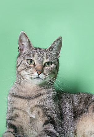 Gato en verde