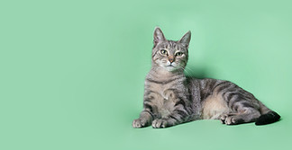 Gato en verde