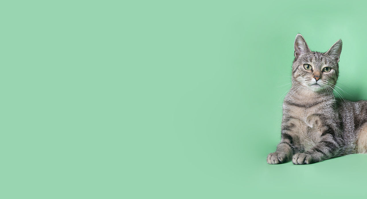 Cat on Green