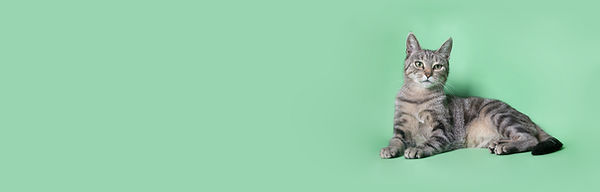 Cat on Green