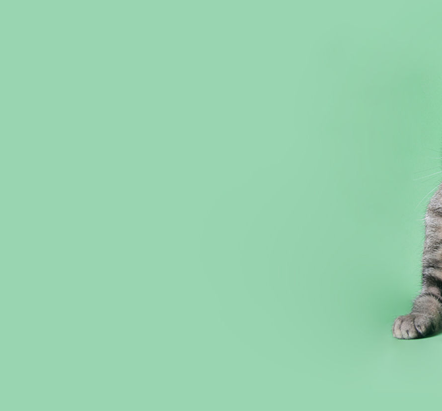 Chat sur le vert