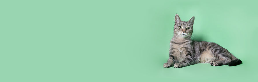 Gato en verde