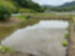 Rice planting in May