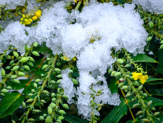 Witte sneeuw geen pleonasme