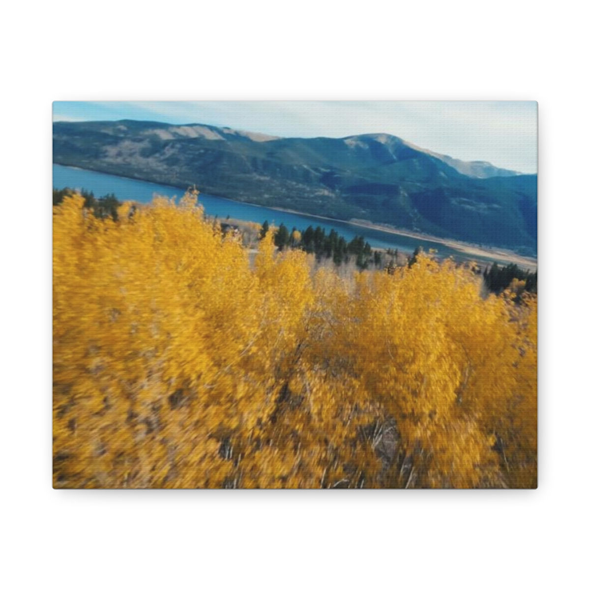 Colorado Aspen Trees, Canvas Gallery Wraps, Twin Lakes, CO