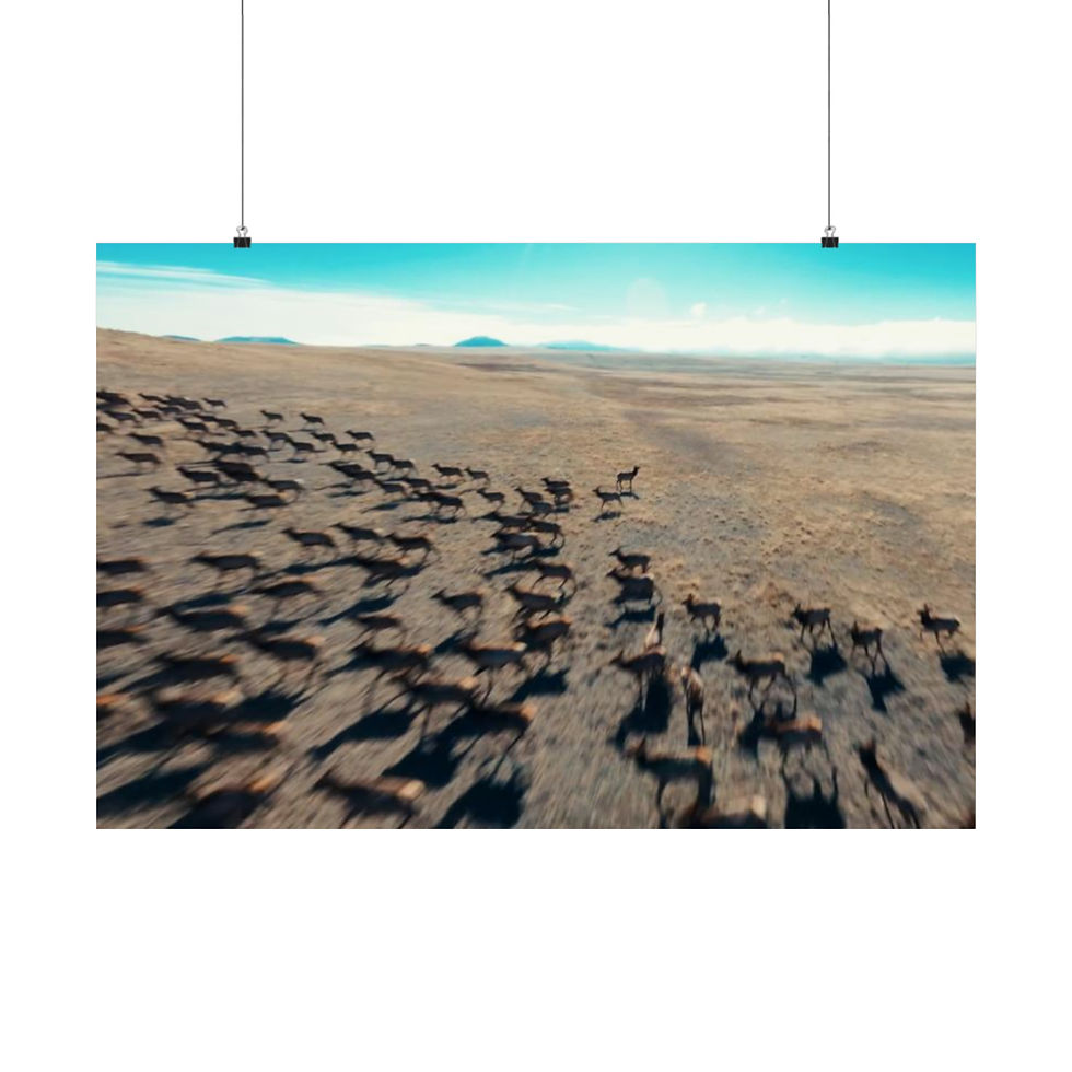 Drone Aerial Photography, Matte Horizontal Poster, Colorado Elk Herd