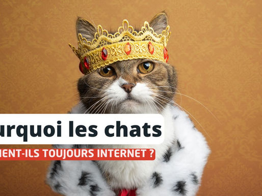 Pourquoi les chats dominent-ils toujours internet ?