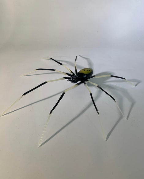 araignée1.jpg
