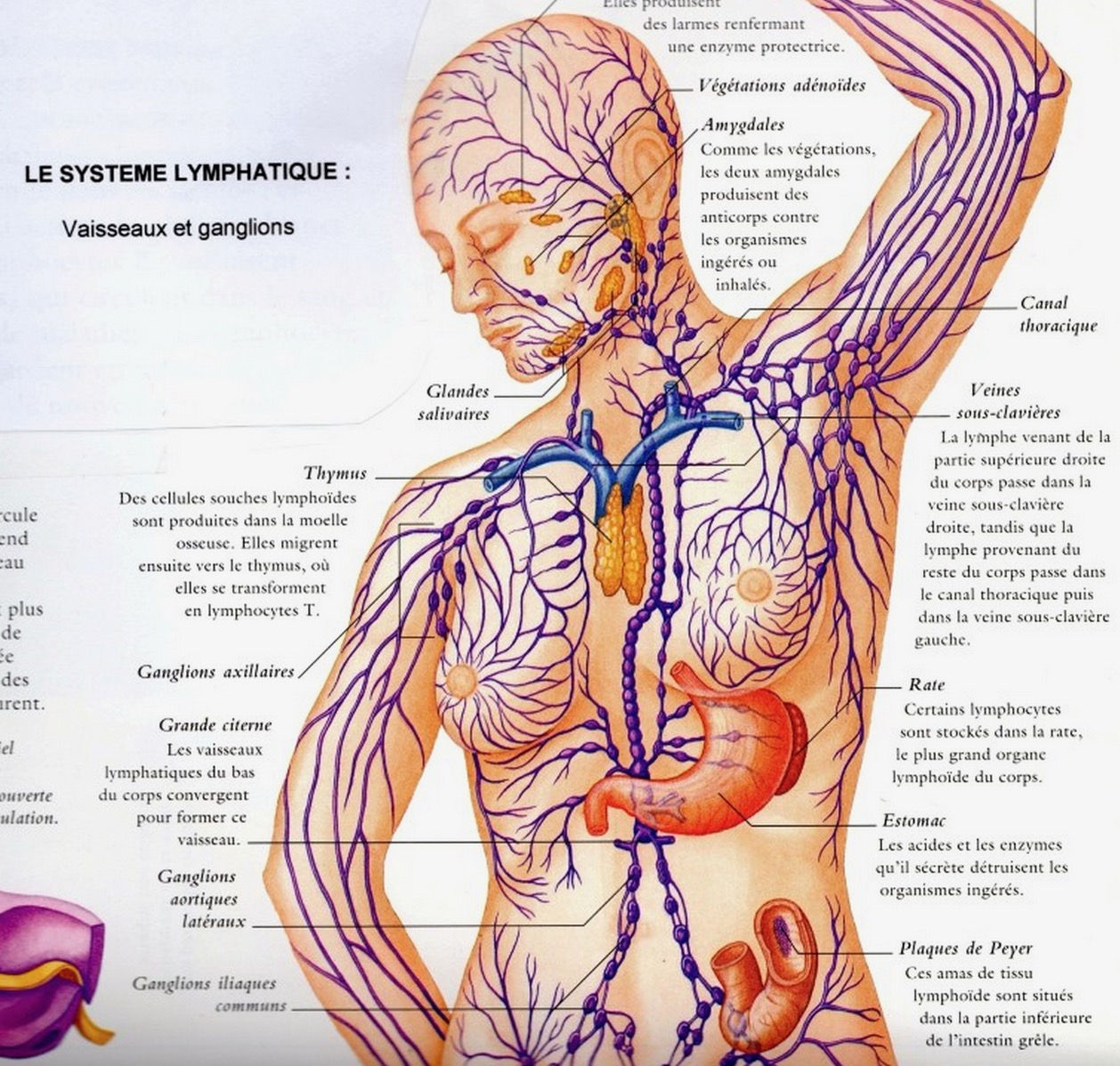 Schéma du système lymphatique montrant vaisseaux et ganglions