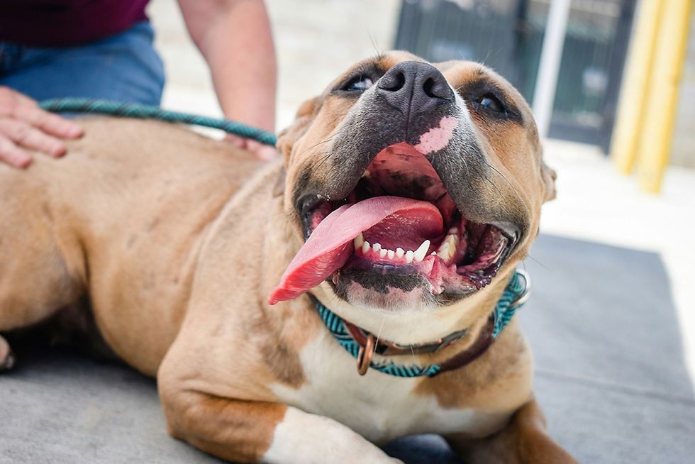 paws-euthanasia8.jpg