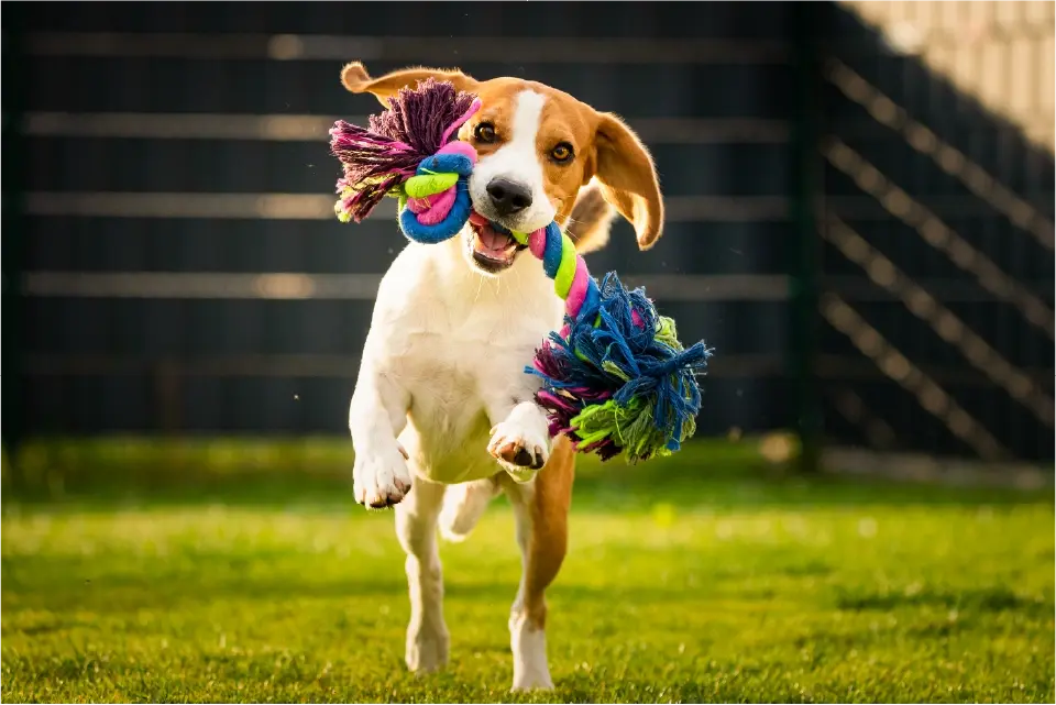 environment-enrichment-dog-plays-outside-with-toy-img.webp