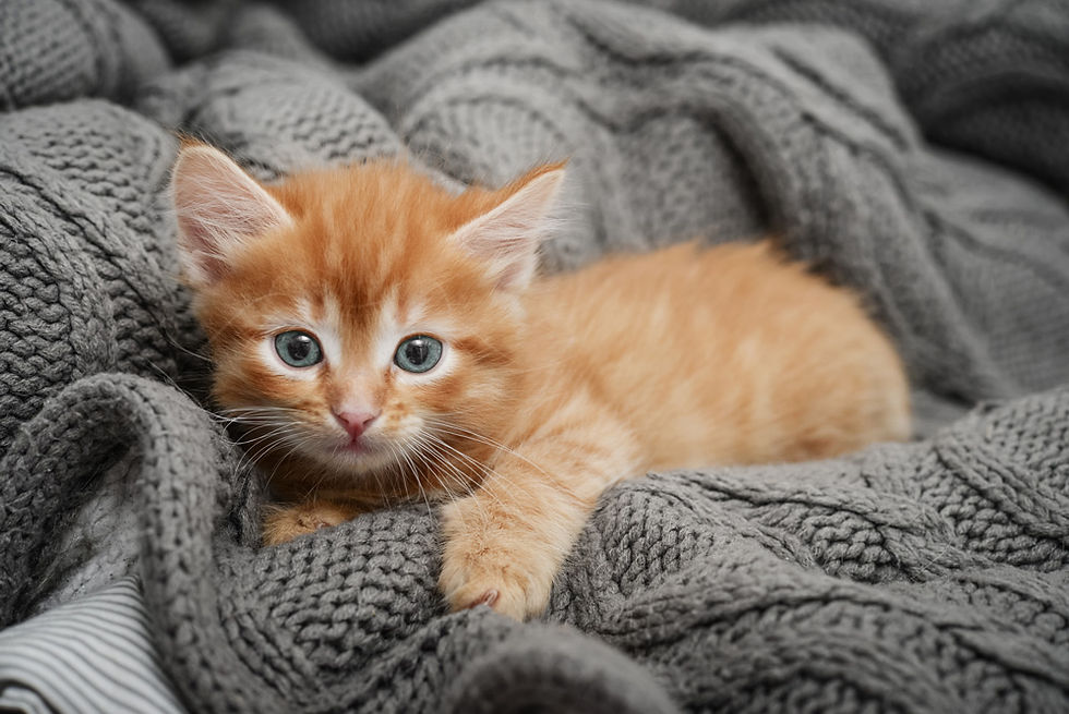 how-much-does-vet-care-cost-for-puppies-and-kitties-img.jpg
