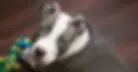 dog-at-vet-can-be-sedated-for-examination-img.webp