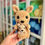Thumbnail: Susan & Rico Kangaroo - CROCHET PATTERN