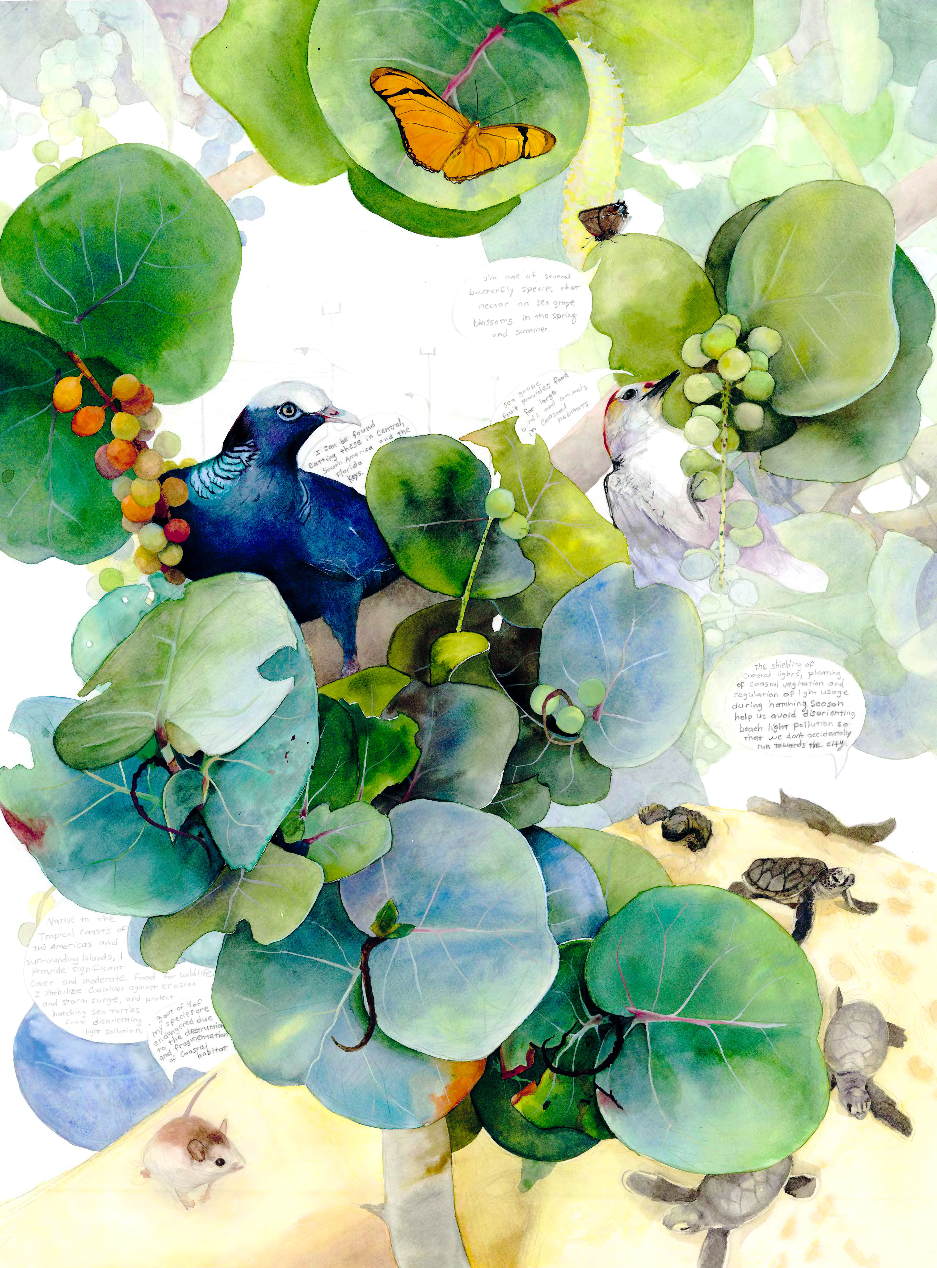 Sea Grape Relationships, framed original watercolor