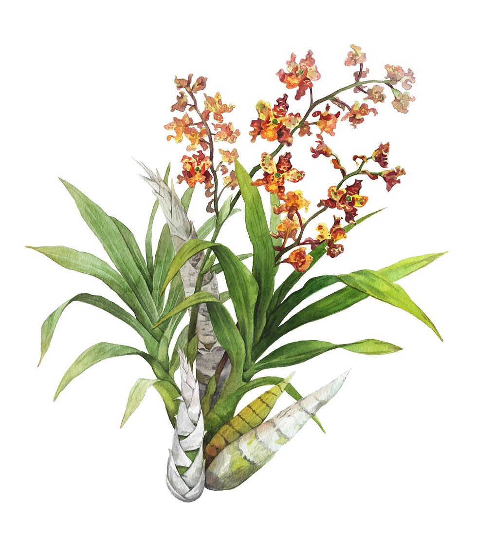 Cigar orchid Florida native plant watercolor illustration by Kim Heise