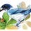 Thumbnail: Scrub Jay and Chapman's Oak small print
