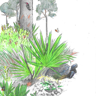 Pine Rocklands concept sketch by Kim Heise