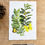 Thumbnail: Sensitive Partridge Pea limited edition print