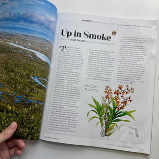 Cigar orchid illustration by Kim Heise in the Up In Smoke article of the Flamingo Magazine