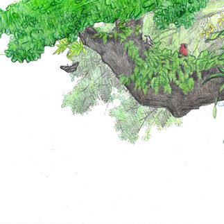 hardwood hammock oak tree concept sketch by Kim Heise