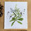 Thumbnail: Virginia Pepperweed limited edition print