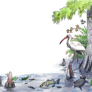 Cypess slough concept sketch by Kim Heise