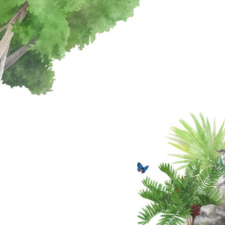 Banyan tree and dry native plant garden watercolor illustration for a trail sign by Kim Heise