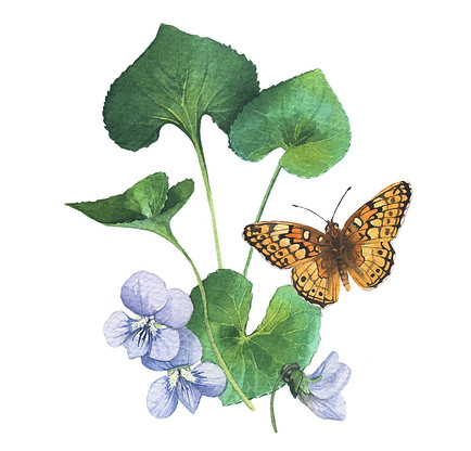 Common Blue Violet small 2 insta.jpg