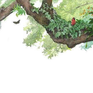Florida Hardwood Hammock oak tree branch watercolor illustration for a trail sign by Kim Heise
