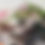 Thumbnail: Florida Native Lizards