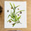 Thumbnail: St. Augustine Grass, framed print