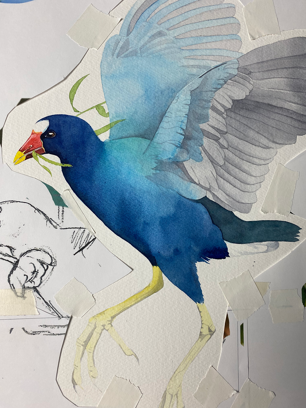 Thumbnail: Purple Gallinule, framed original watercolor