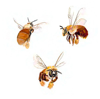Centris errans oil collecting Florida by Kim Heise native bees watercolor illustration by Kim Heise