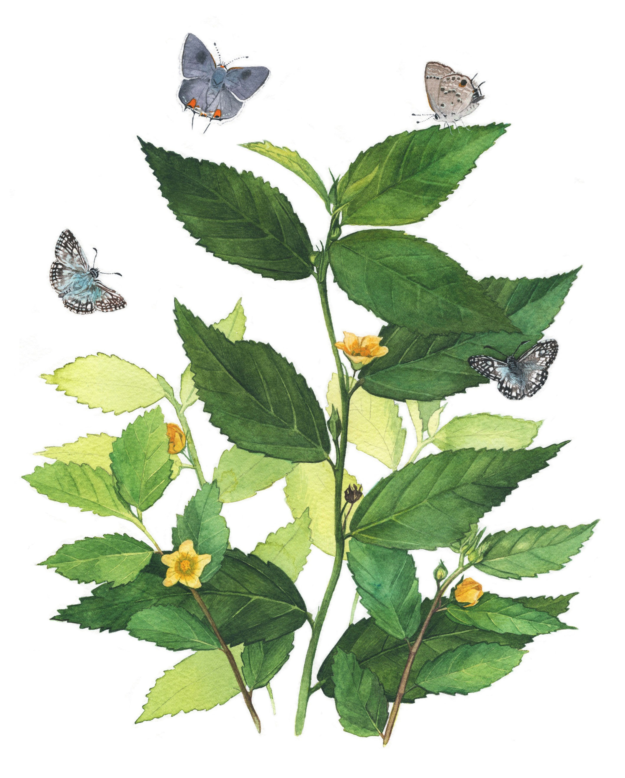 Wireweed, framed original watercolor