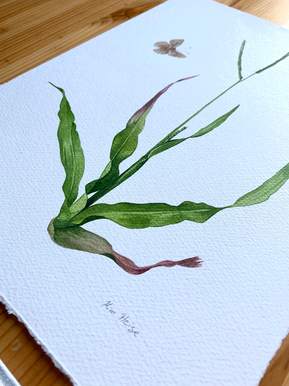 Thumbnail: Thin Paspalum, framed original watercolor