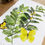 Thumbnail: Sensitive Partridge Pea limited edition print