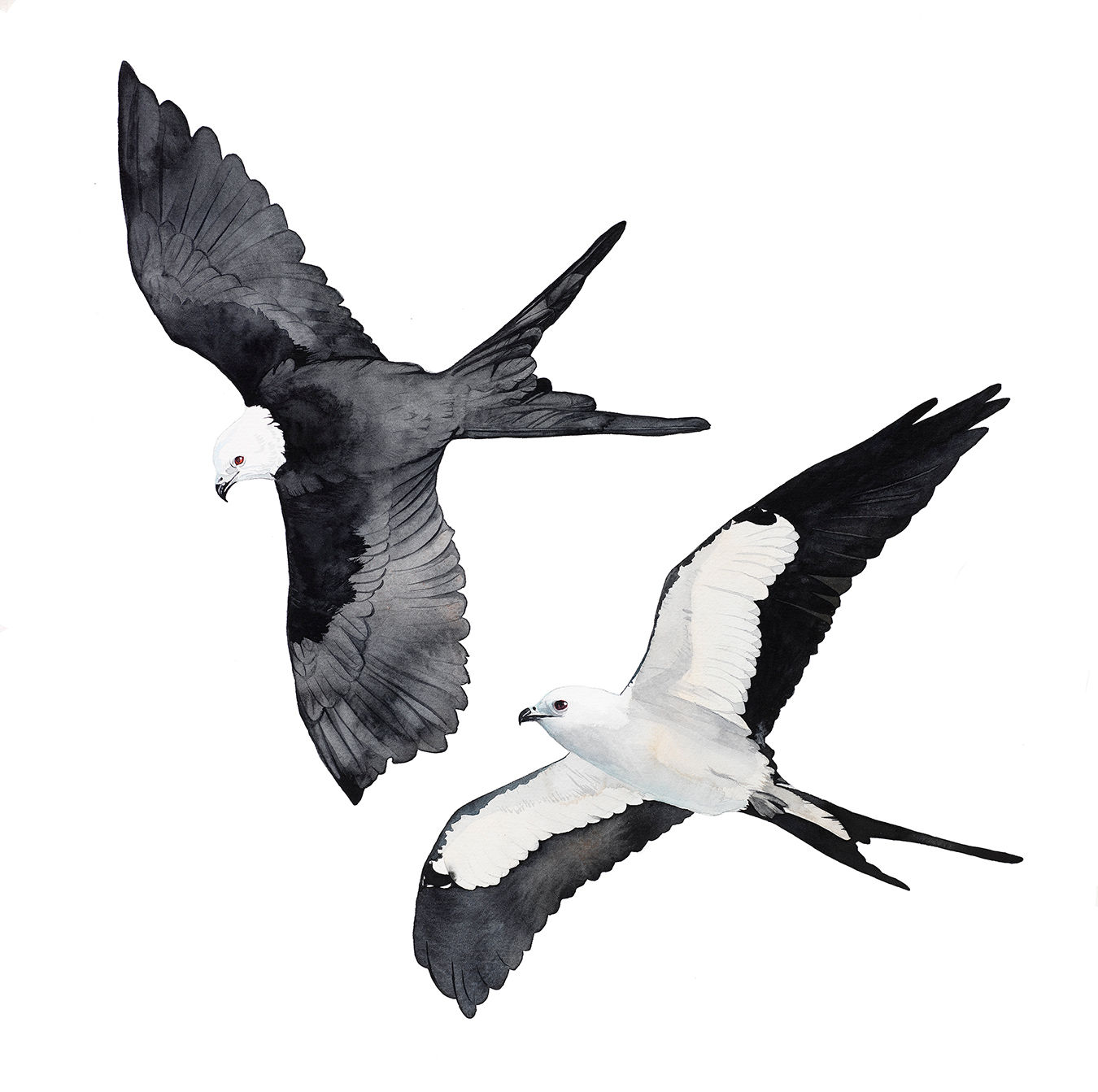 Swallow-Tail Kites, framed original watercolor