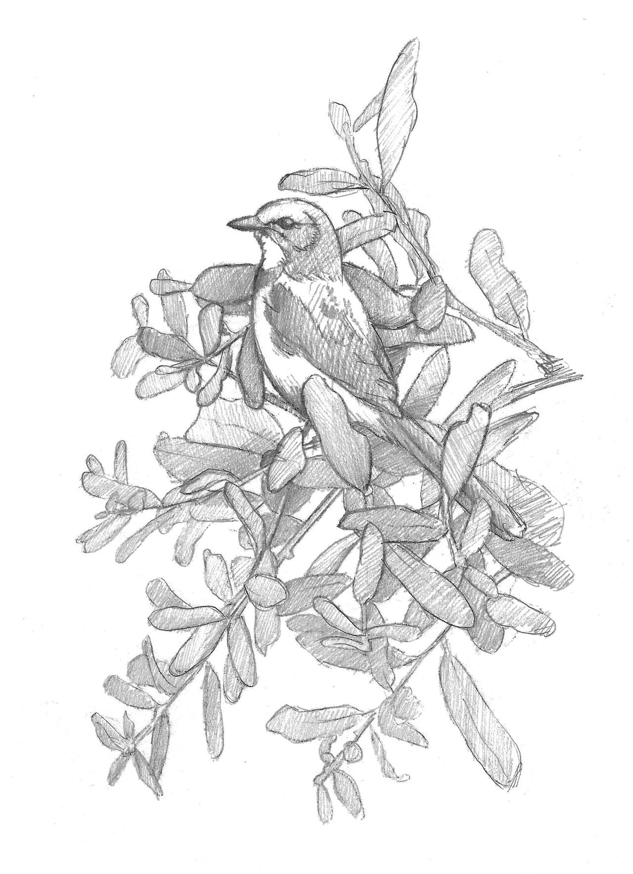 4 - Here is the sketch