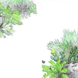 Banyan tree and dry florida native plant garden concept sketch by Kim Heise