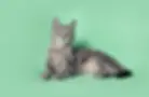 Cat on Green.webp