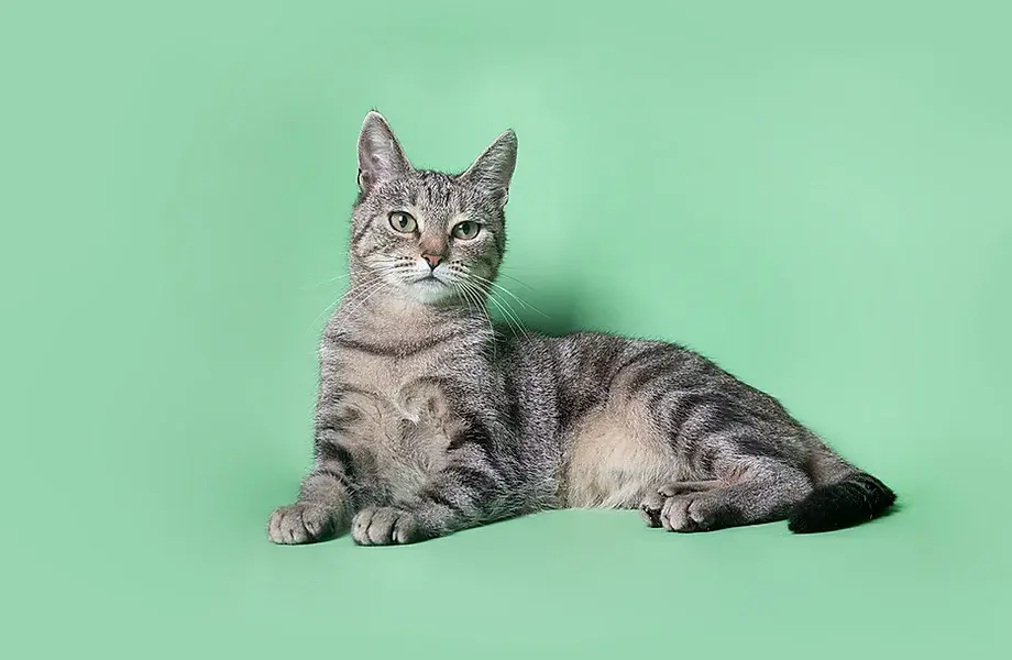 Cat on Green.webp