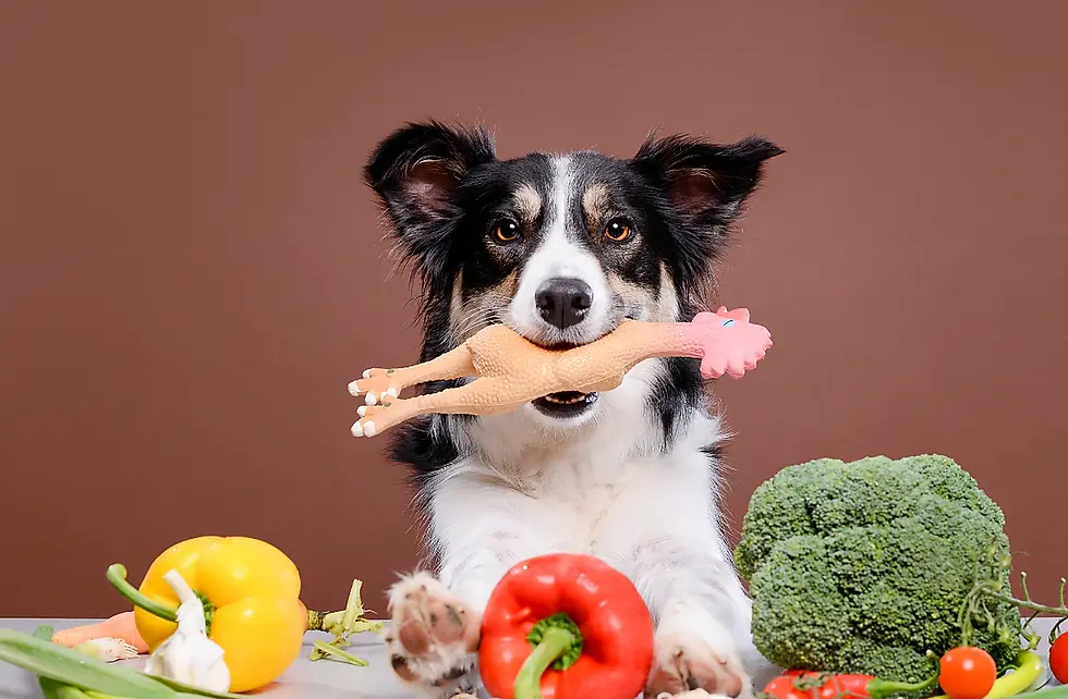 Dog food.webp