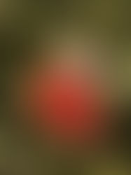 Christmas Stocking Tree Ornament