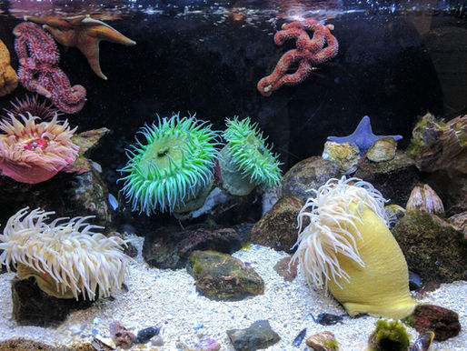 Mundos habitados