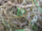 Slow worm