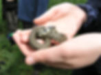 Grass Snake