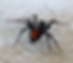 Red Spotted Ant Mimic Spider